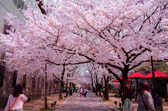 Mùa xuân - mùa của lễ hội Tokyo