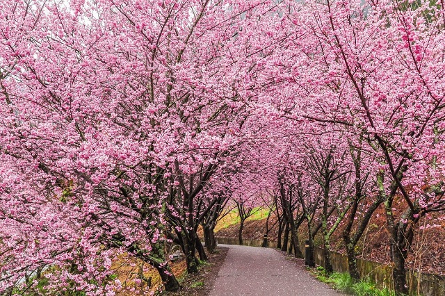 Hướng dẫn cách đi đến các điểm ngắm hoa anh đào đẹp nhất ở Đài Loan