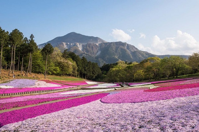 Thưởng lãm biển hoa chi anh màu hồng thơ mộng tại công viên Hitsujima – Nhật Bản