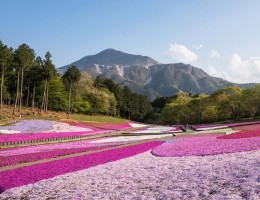 Thưởng lãm biển hoa chi anh màu hồng thơ mộng tại công viên Hitsujima – Nhật Bản