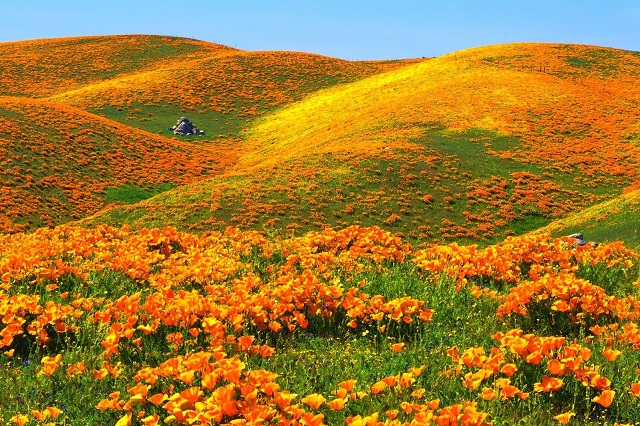 Cả một sườn đồi tràn ngập mùa vàng cam rực rỡ của hoa Poppy