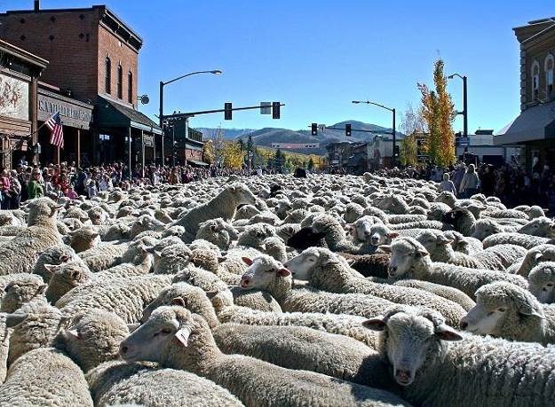 Lễ diễu hành của những chú Cừu